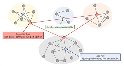 Uncovering the Transcriptional Correlates of Hub Connectivity in Neural Networks